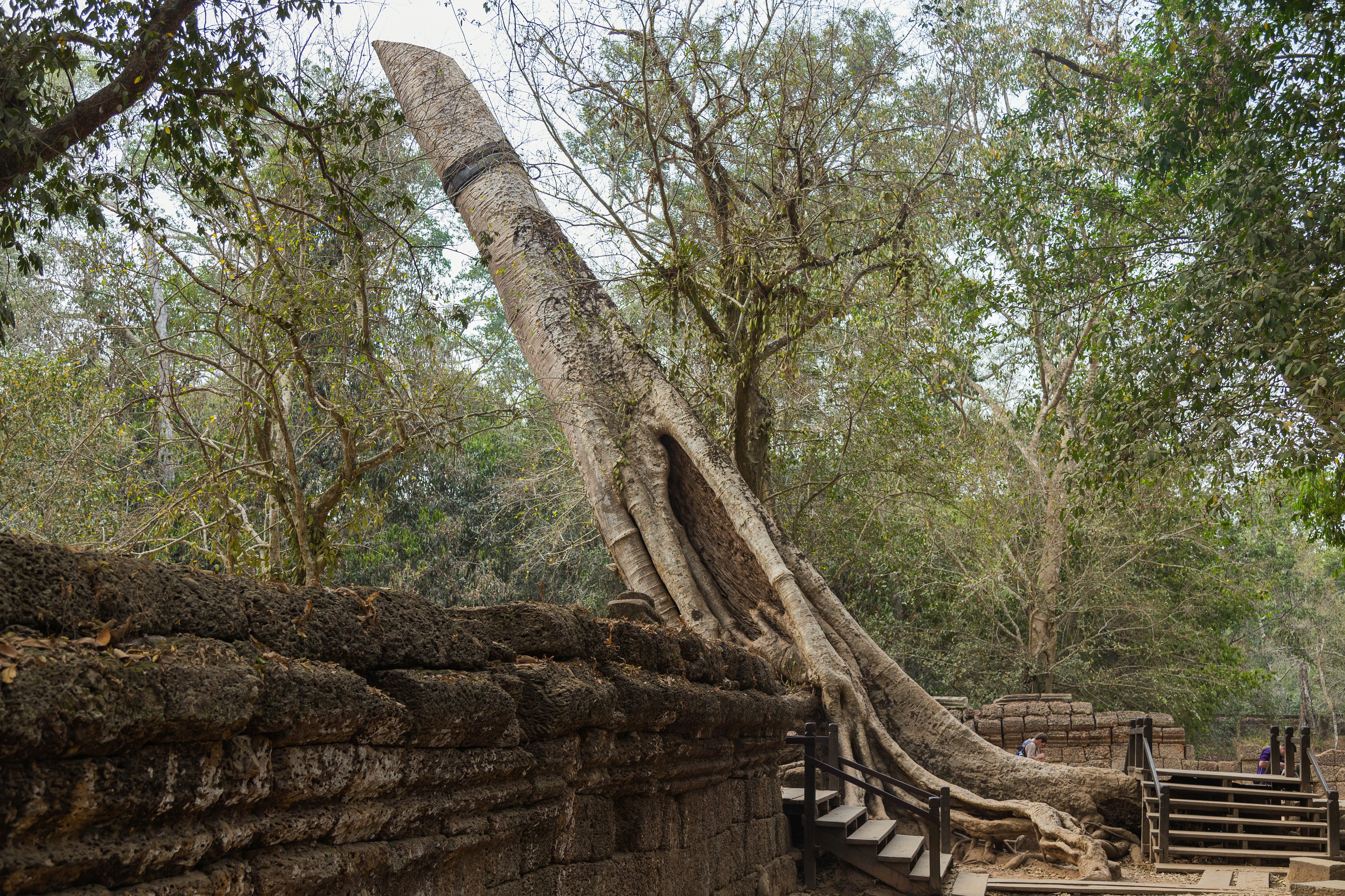 Ta Prohm